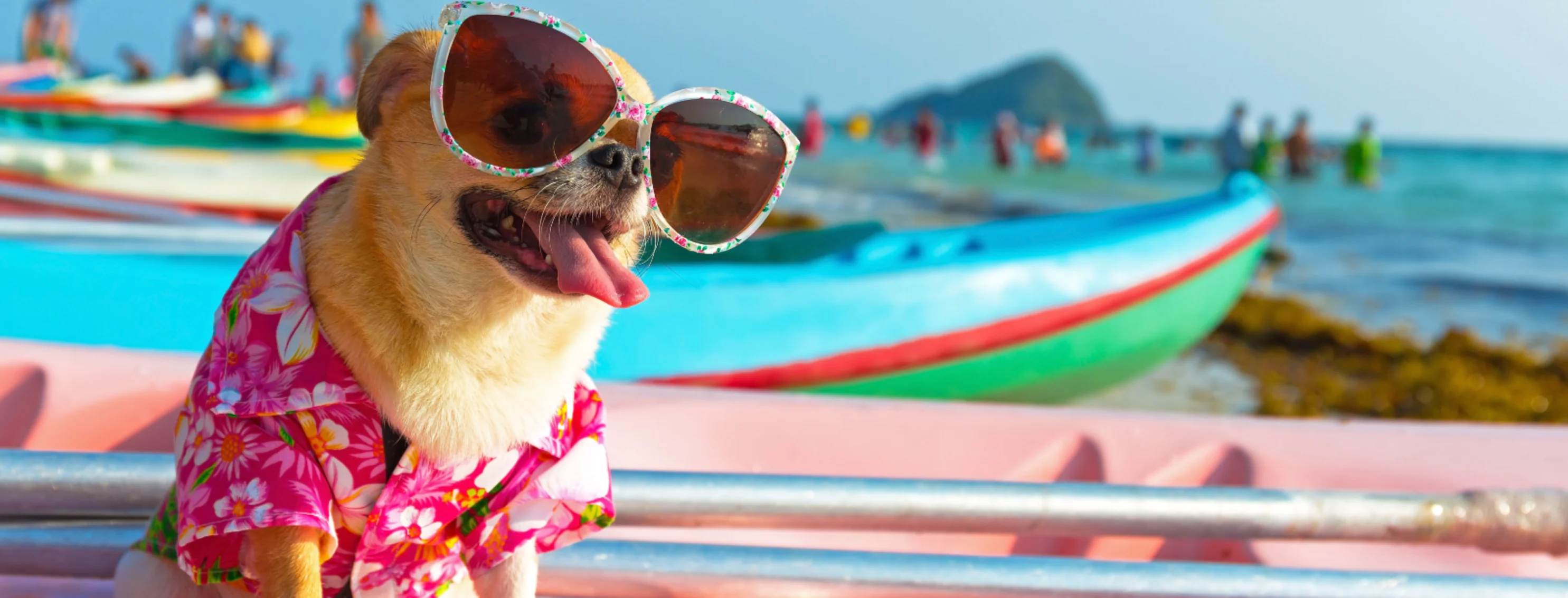 A dog with glasses on a surfboard 